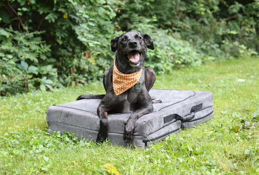 Fold-N-Go Travel Dog Bed